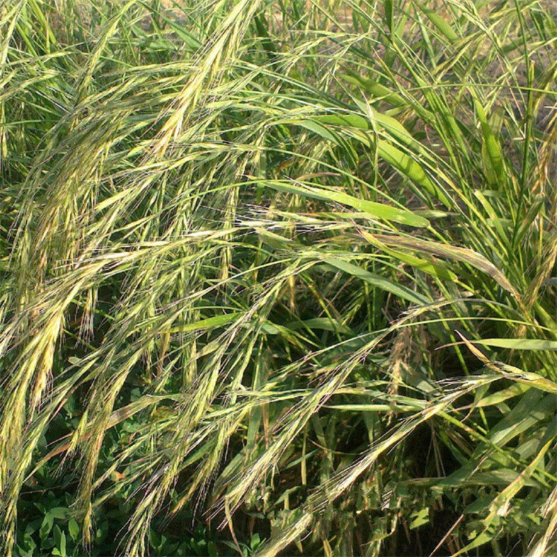 高冰草 高冰草
