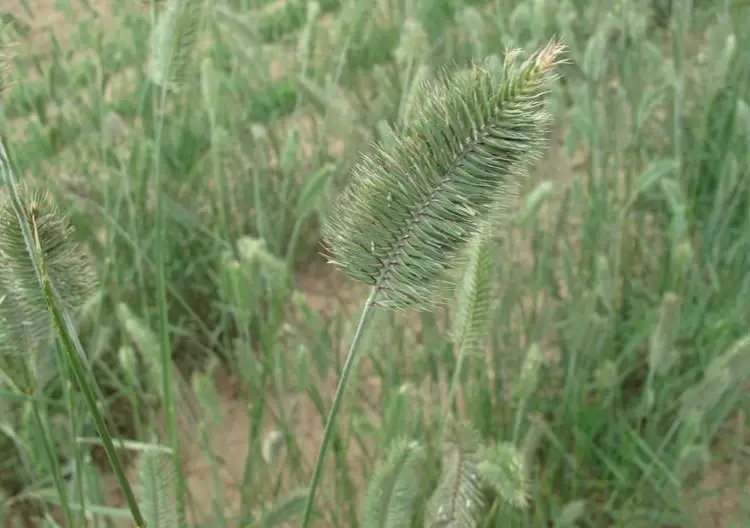 扁穗冰草 扁穗冰草