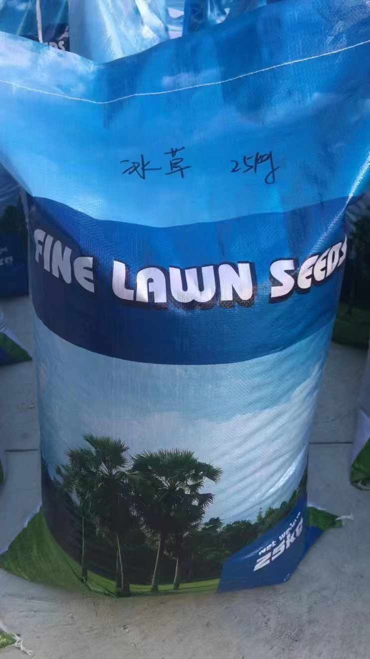 冰草種子 冰草種子