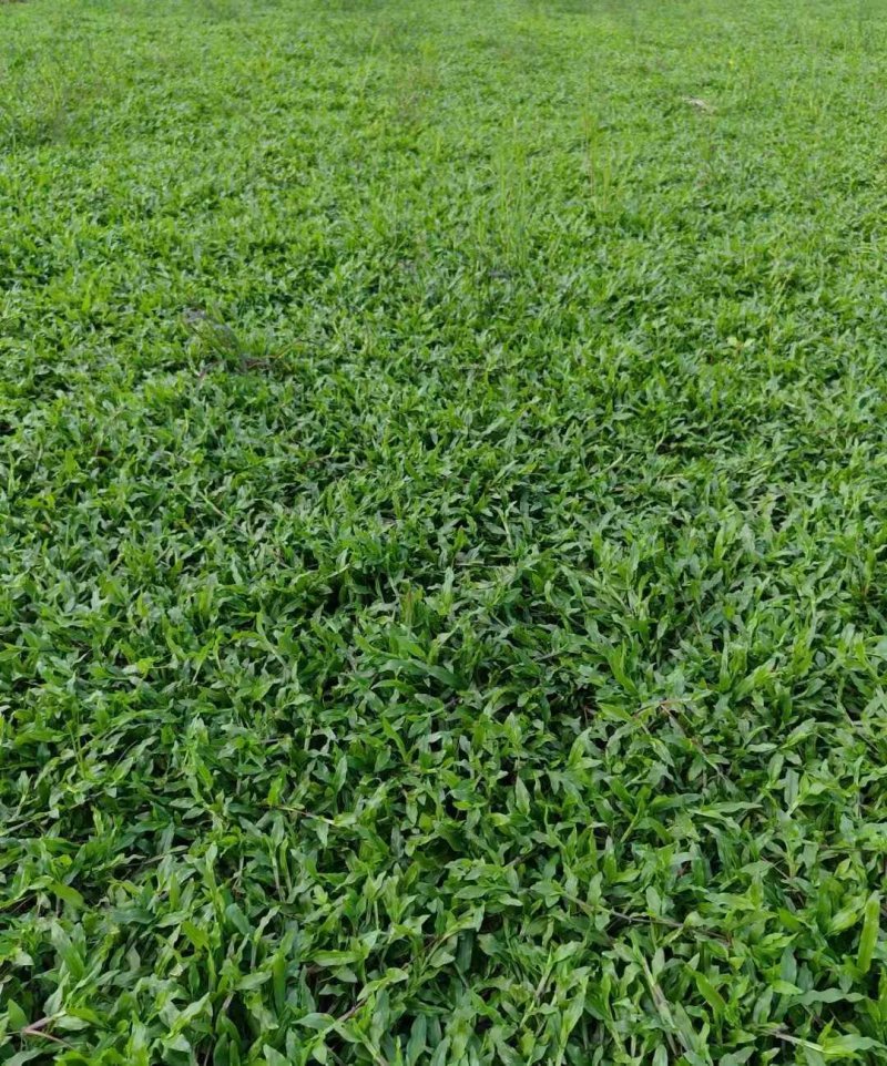 大葉油草草坪 大葉油草草坪