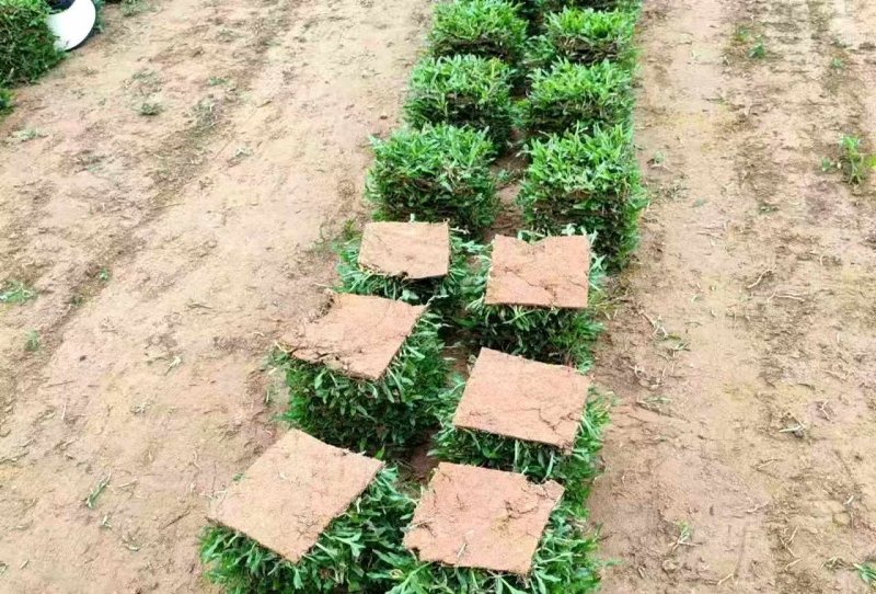 大葉油草草坪lvcaod.com 大葉油草草坪lvcaod.com