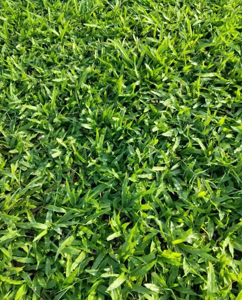 大葉油草草坪 大葉油草草坪