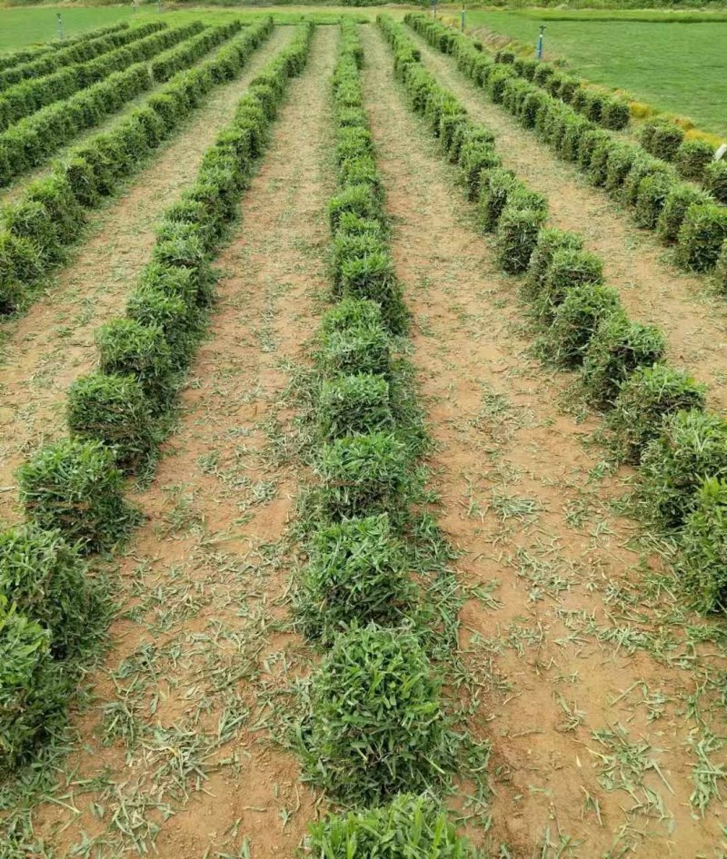 大葉油草草坪lvcaod.com 大葉油草草坪lvcaod.com
