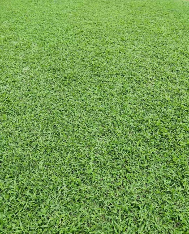 大葉油草草坪 大葉油草草坪