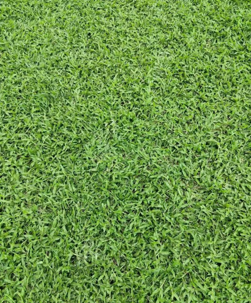 大葉油草草坪 大葉油草草坪